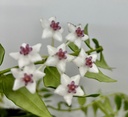 Hoya Bella - 12/40 هويا بيلا - 12/40 — Terra Garden Kuwait | تيرا غاردن الكويت