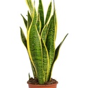 Sanseviera - Snake Plant