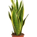 Sanseviera-Snake Plant سانسيفيريا - نبتة الأفعى — Terra Garden Kuwait | تيرا غاردن الكويت