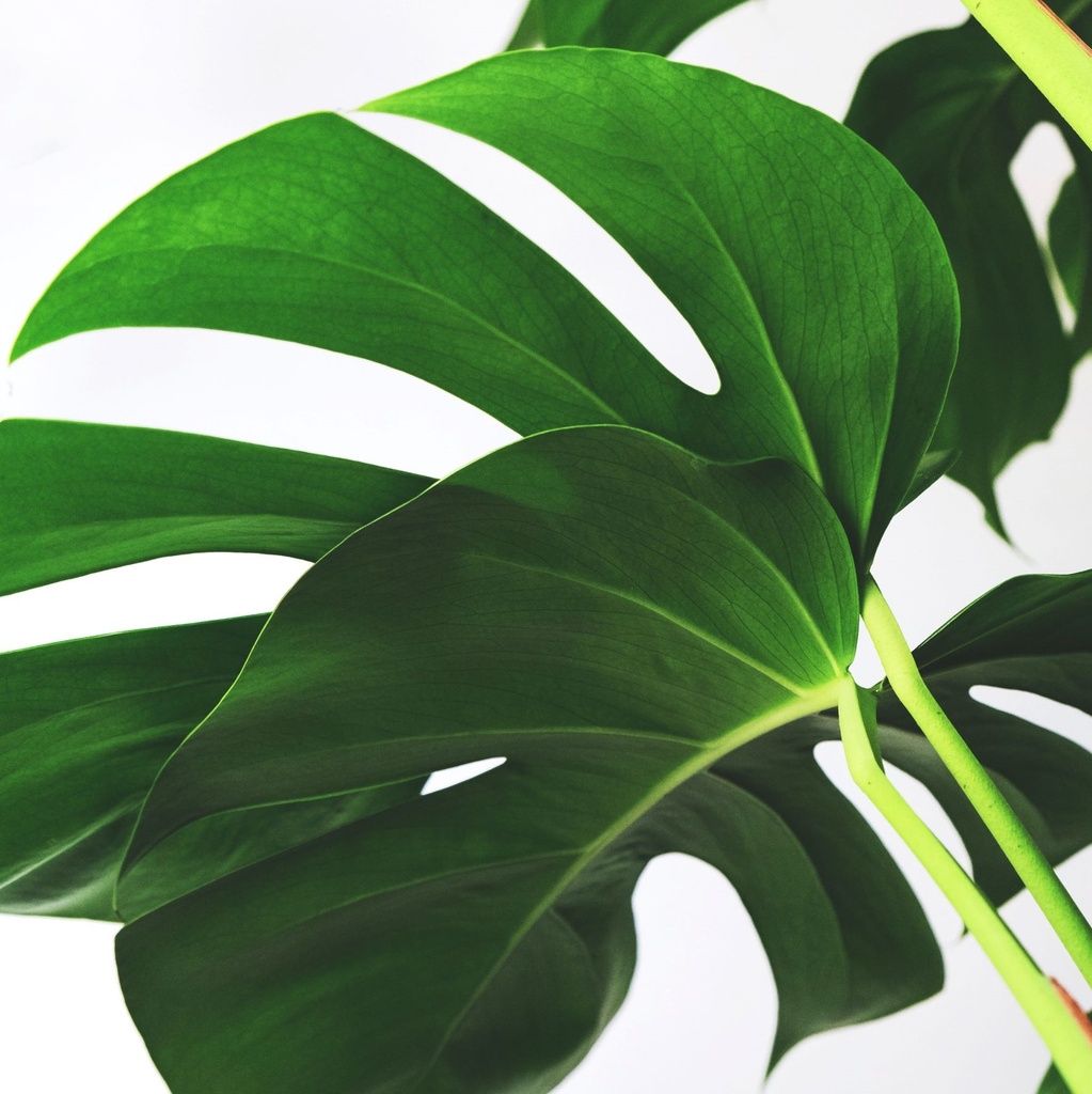 Monstera Deliciosa Plant