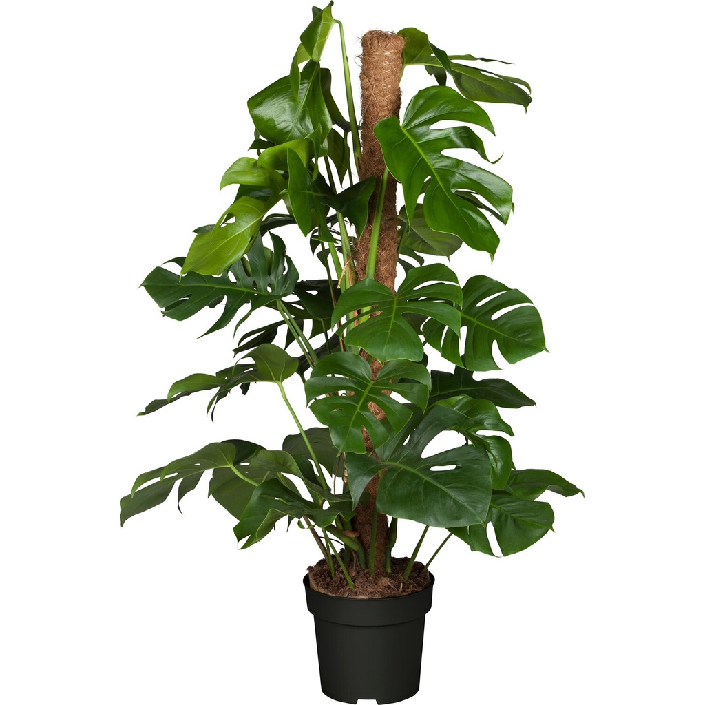 Monstera Deliciosa Plant