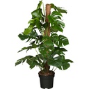 Monstera Deliciosa Plant
