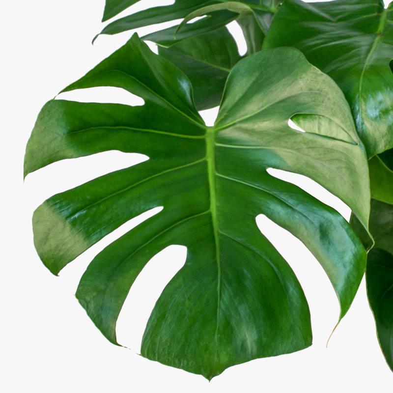 Monstera Deliciosa Plant نبتة مونستيرا ديليسيوسا — Terra Garden Kuwait | تيرا غاردن الكويت