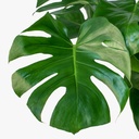 Monstera Deliciosa Plant