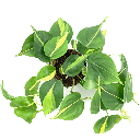 Philodendron Scandens Brasil فيلودندرون حلقة النار — Terra Garden Kuwait | تيرا غاردن الكويت