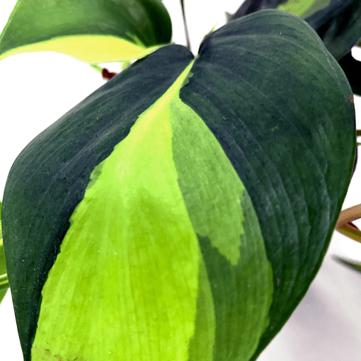 Philodendron Scandens Brasil فيلودندرون حلقة النار — Terra Garden Kuwait | تيرا غاردن الكويت