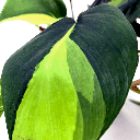 Philodendron Scandens Brasil فيلودندرون حلقة النار — Terra Garden Kuwait | تيرا غاردن الكويت