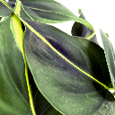 Philodendron Scandens Brasil فيلودندرون حلقة النار — Terra Garden Kuwait | تيرا غاردن الكويت