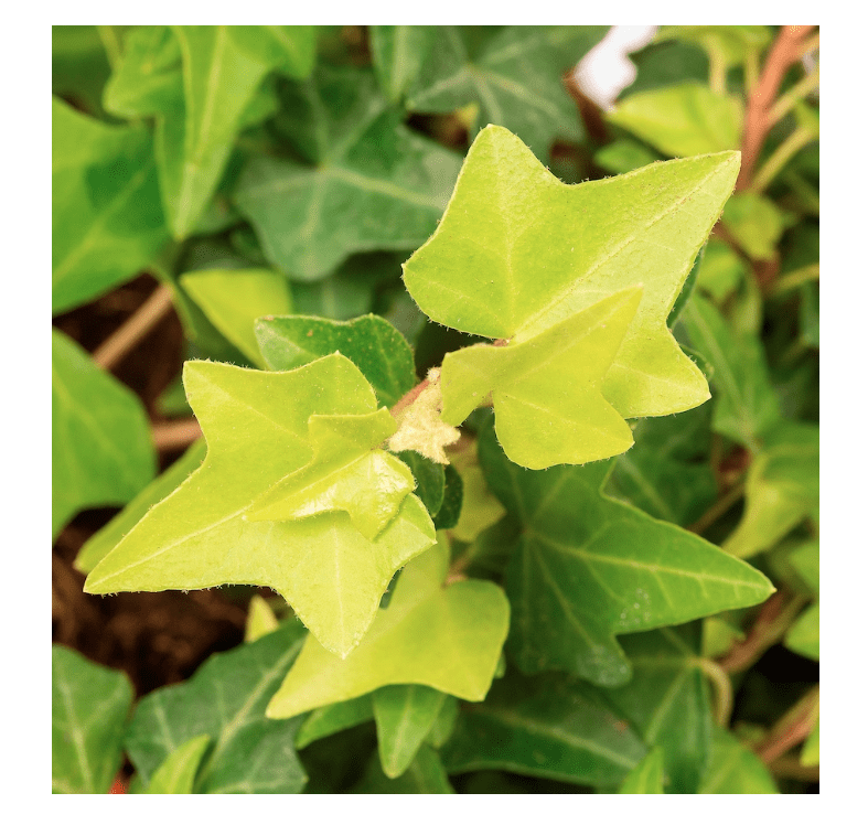 Hedera Helix Montgomerya