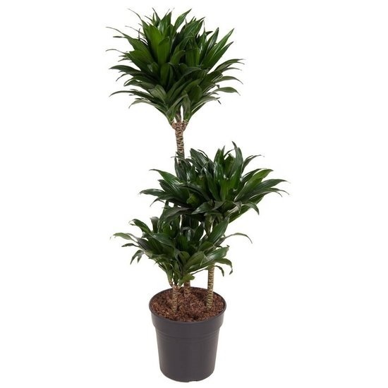 Dracaena Frag. Compacta
