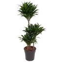 Dracaena Frag. Compacta