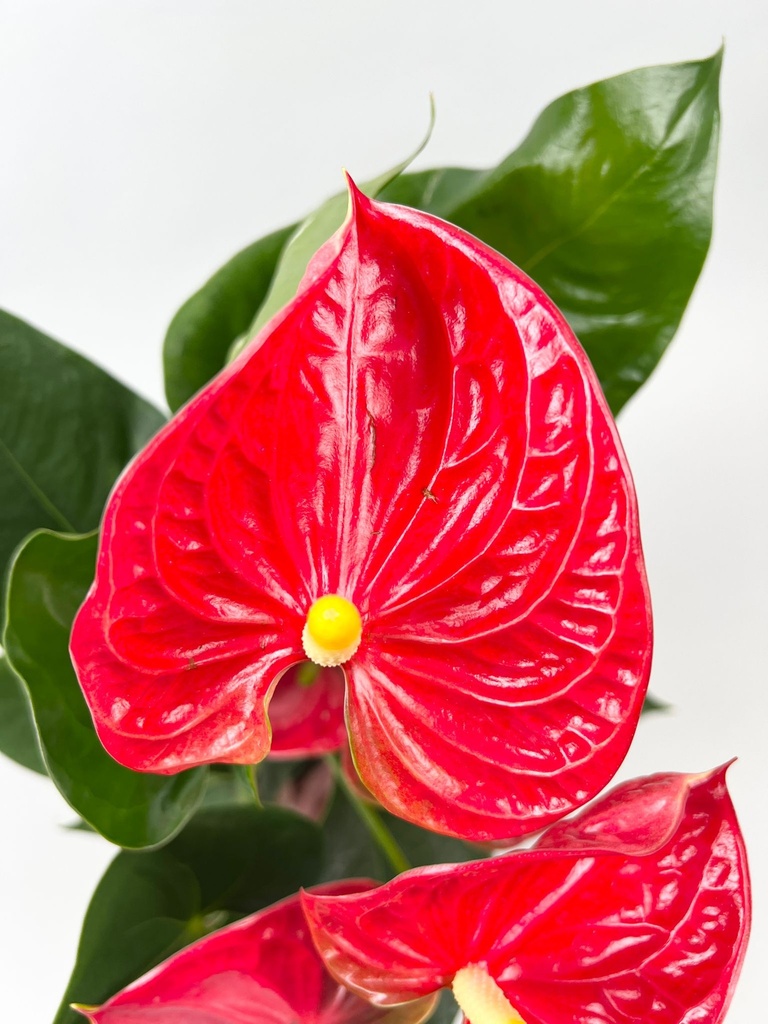 Anthurium Mix Colors أنثوريوم متعدد الألوان — Terra Garden Kuwait | تيرا غاردن الكويت
