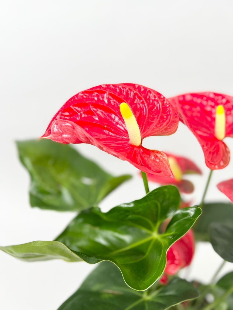 Anthurium Mix Colors أنثوريوم متعدد الألوان — Terra Garden Kuwait | تيرا غاردن الكويت