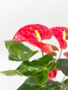 Anthurium Mix Colors أنثوريوم متعدد الألوان — Terra Garden Kuwait | تيرا غاردن الكويت