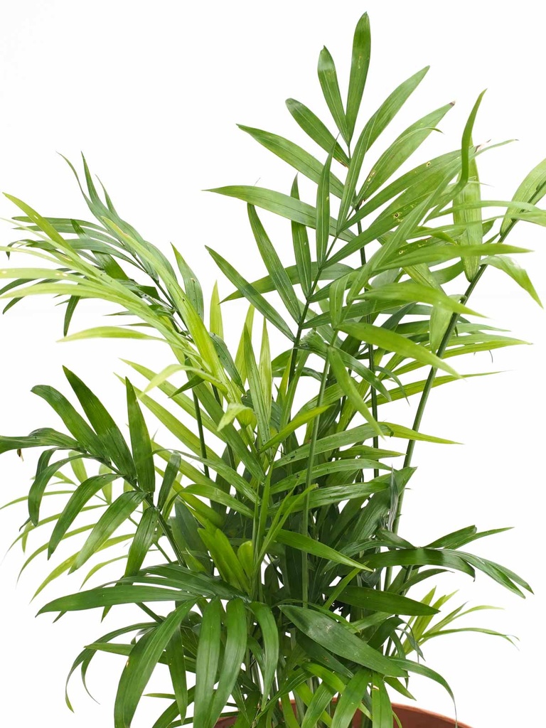 Chamaedorea Elegans شاميدوريا إيليغانز — Terra Garden Kuwait | تيرا غاردن الكويت
