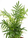 Chamaedorea Elegans