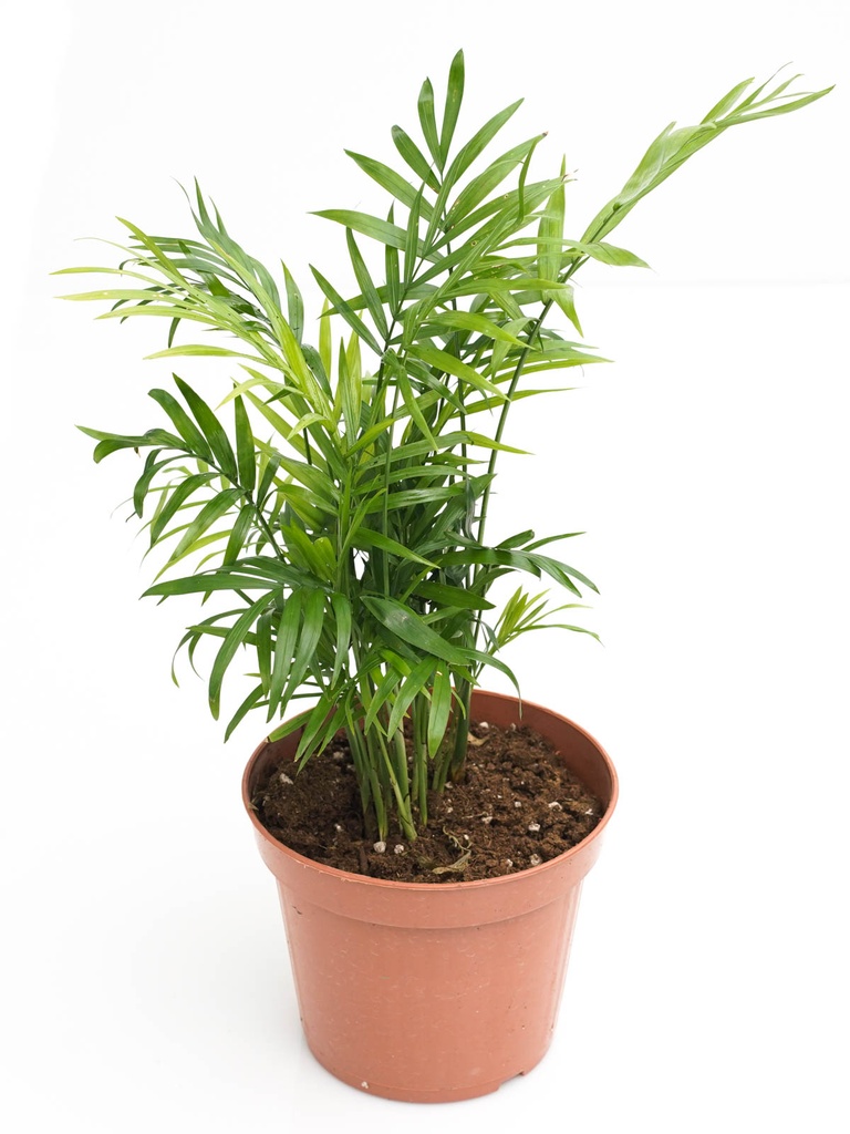 Chamaedorea Elegans شاميدوريا إيليغانز — Terra Garden Kuwait | تيرا غاردن الكويت