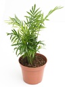Chamaedorea Elegans