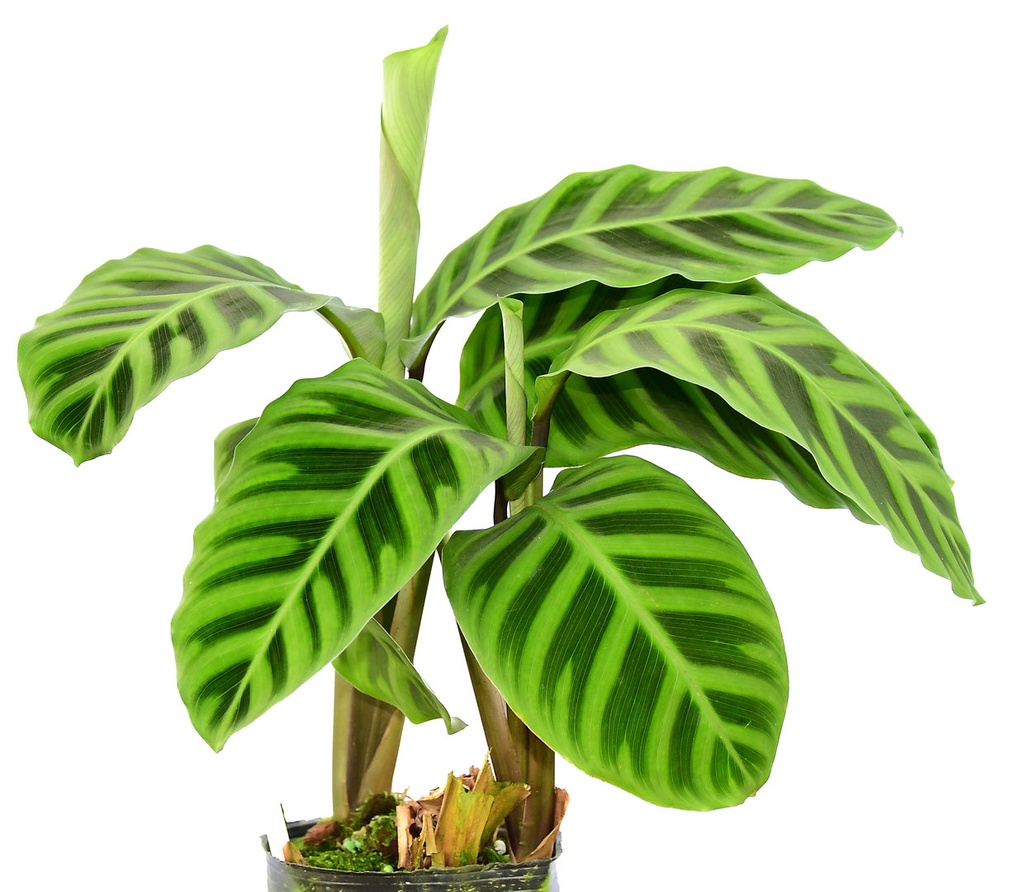 Calathea Zebrina كالاثيا زيبرينا — Terra Garden Kuwait | تيرا غاردن الكويت