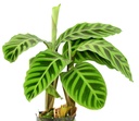 Calathea Zebrina كالاثيا زيبرينا — Terra Garden Kuwait | تيرا غاردن الكويت