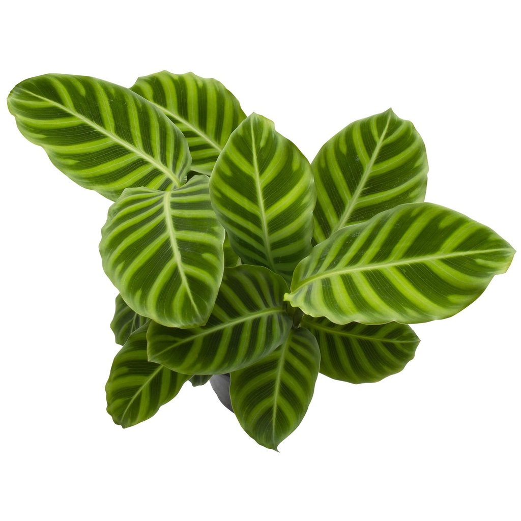 Calathea Zebrina كالاثيا زيبرينا — Terra Garden Kuwait | تيرا غاردن الكويت