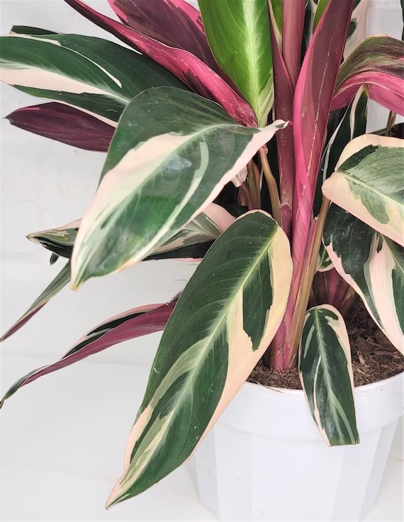 Calathea Stromanthe Triostar كالاثيا سترومانثي تريوستار — Terra Garden Kuwait | تيرا غاردن الكويت