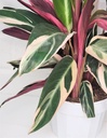 Calathea Stromanthe Triostar كالاثيا سترومانثي تريوستار — Terra Garden Kuwait | تيرا غاردن الكويت