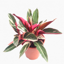 Calathea Stromanthe Triostar كالاثيا سترومانثي تريوستار — Terra Garden Kuwait | تيرا غاردن الكويت