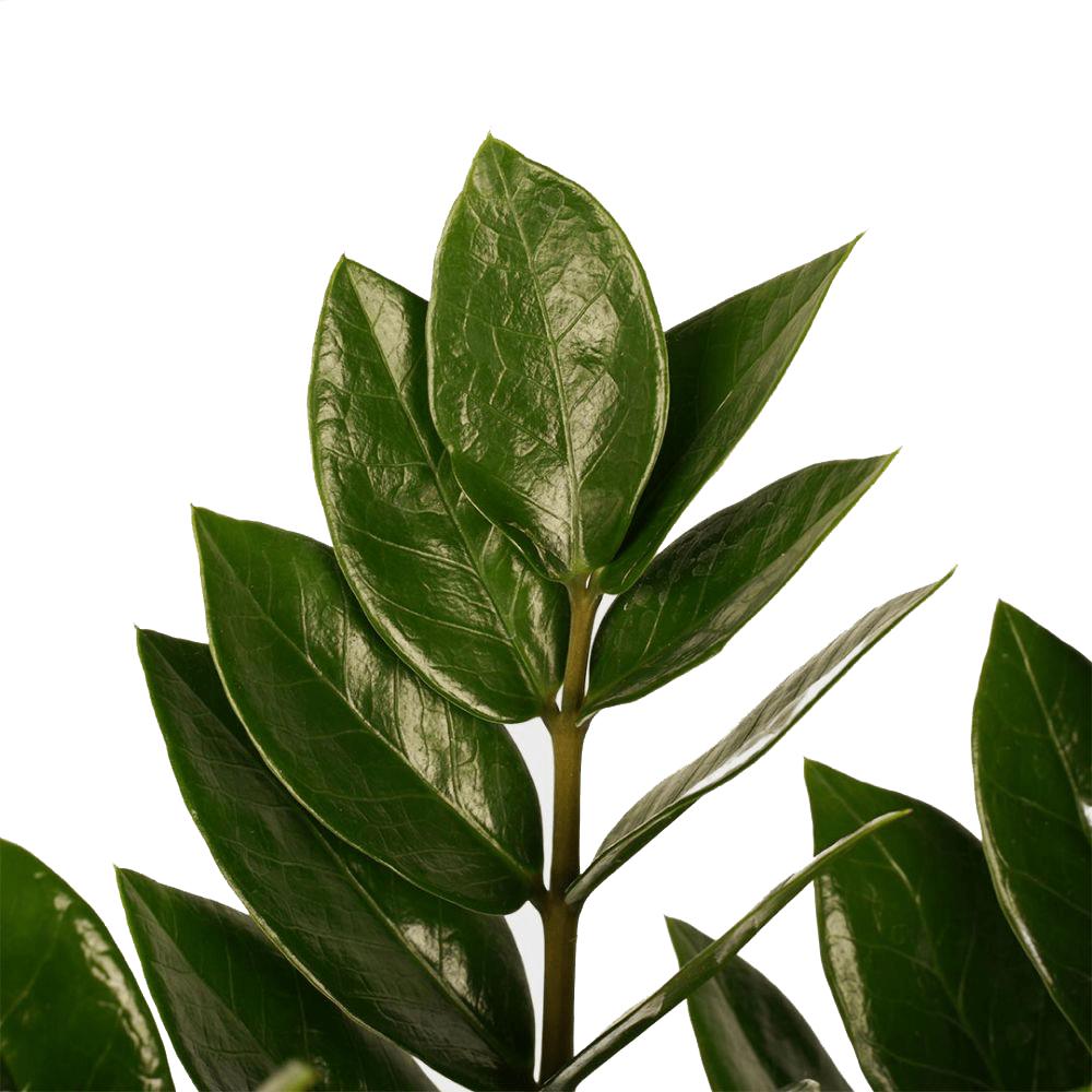 Zamioculcas Zamiifolia