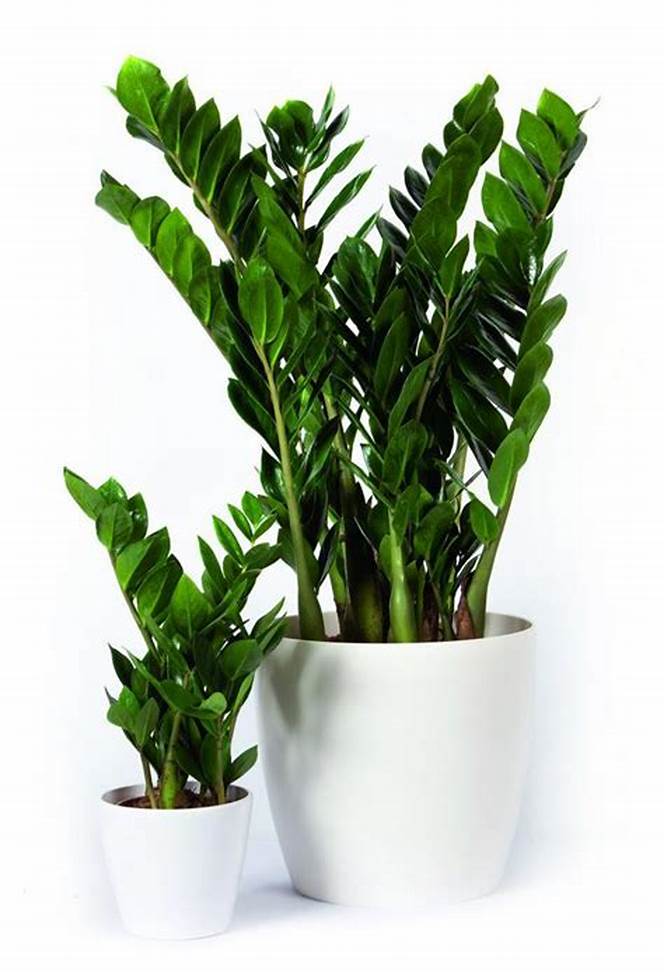 Zamioculcas Zamiifolia زاميوكولكاس زاميفوليا — Terra Garden Kuwait | تيرا غاردن الكويت