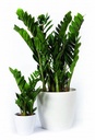 Zamioculcas Zamiifolia زاميوكولكاس زاميفوليا — Terra Garden Kuwait | تيرا غاردن الكويت