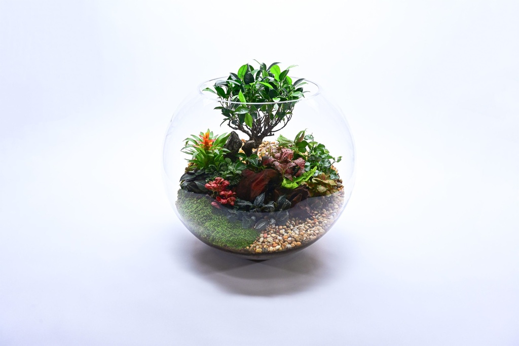 Bonsai Garden - Royal تنسيق بونساي — Terra Garden Kuwait | تيرا غاردن الكويت