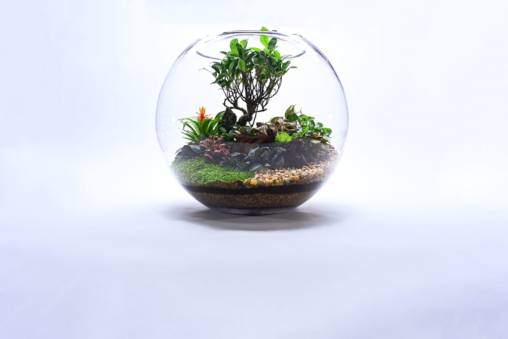 Bonsai Garden - Royal تنسيق بونساي — Terra Garden Kuwait | تيرا غاردن الكويت