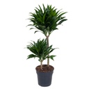 Dracaena Frag. Compacta