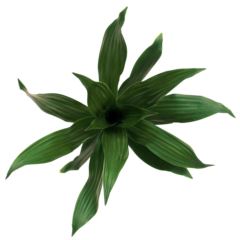 Dracaena Compacta Mix