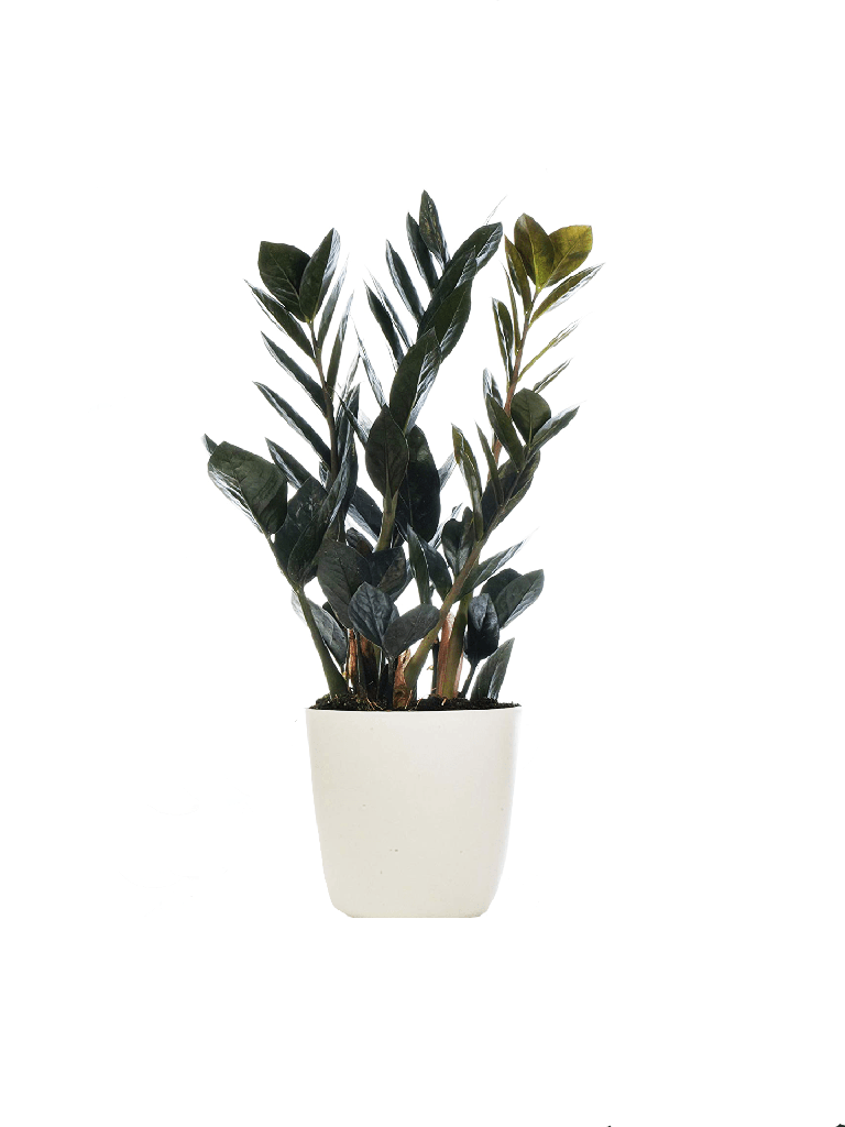 Zamioculcas Raven زاميوكولكاس رافن — Terra Garden Kuwait | تيرا غاردن الكويت