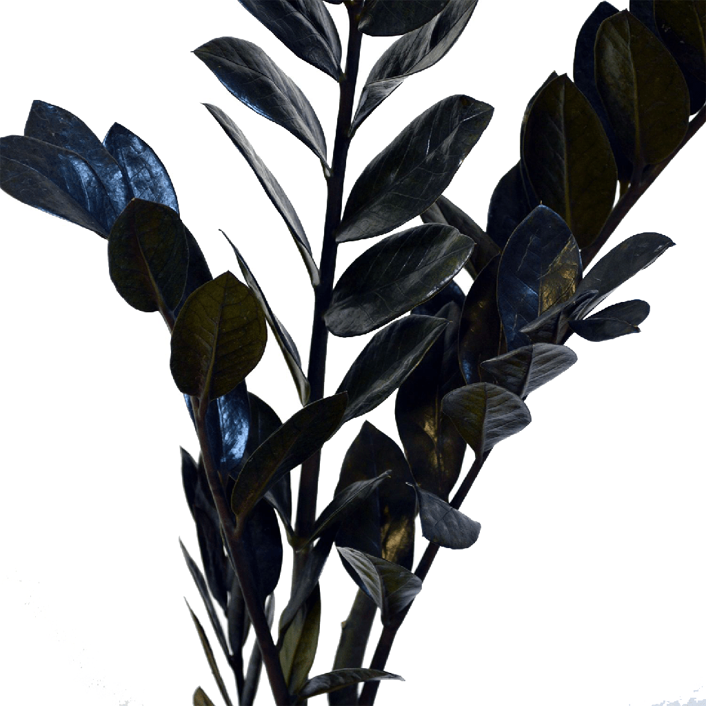 Zamioculcas Raven زاميوكولكاس رافن — Terra Garden Kuwait | تيرا غاردن الكويت