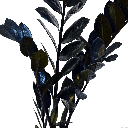 Zamioculcas Raven