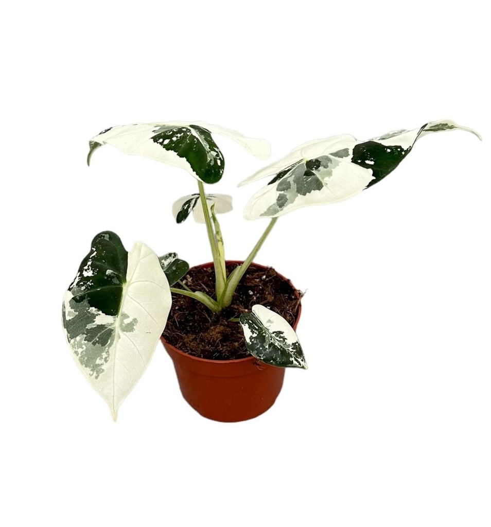 Alocasia Frydrek Albo