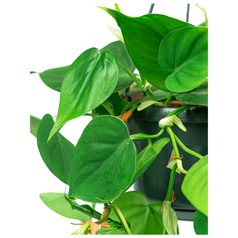Philodendron Scandens - 12/15