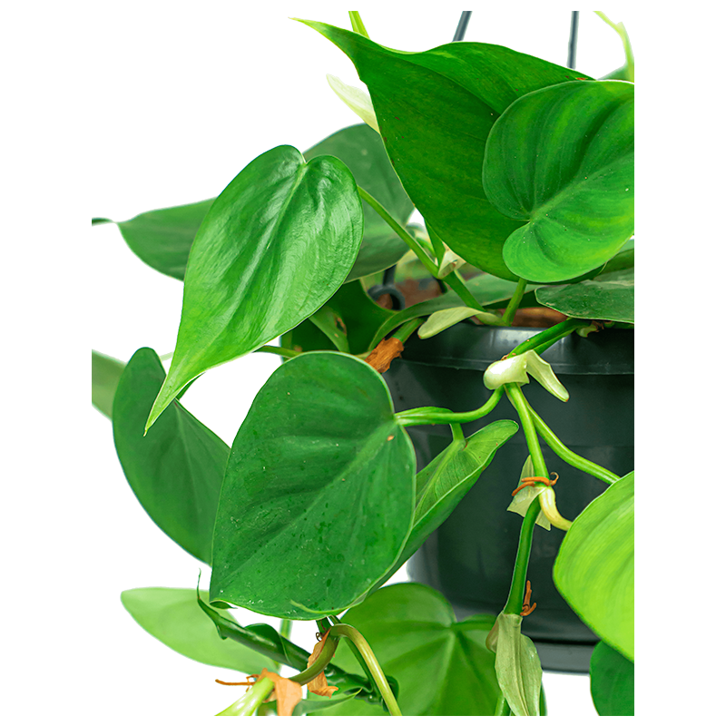 Philodendron Scandens Green فيلودندرون سكاندنز أخضر — Terra Garden Kuwait | تيرا غاردن الكويت