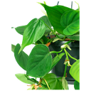 Philodendron Scandens Green فيلودندرون سكاندنز أخضر — Terra Garden Kuwait | تيرا غاردن الكويت
