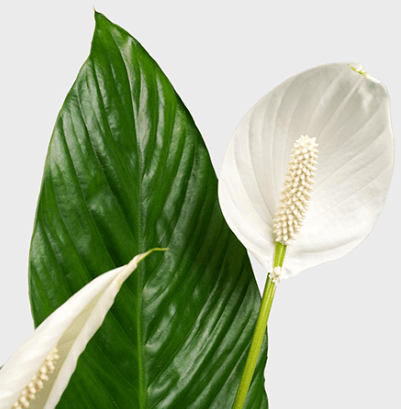 Plant Spathiphyllum - Peace Lilly