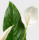 Plant Spathiphyllum - Peace Lilly