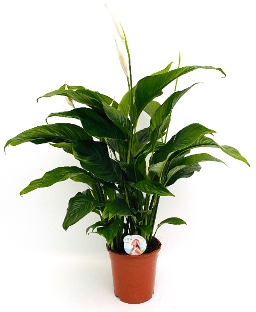 Plant Spathiphyllum - Peace Lilly