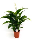 Spathiphyllum - Peace Lilly سباتيفيلوم - زنبق السلام — Terra Garden Kuwait | تيرا غاردن الكويت