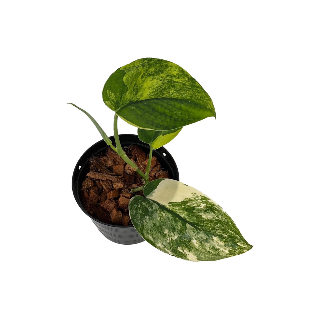 Scindapsus Jade Satin Variegata — Terra Garden Kuwait | تيرا غاردن الكويت
