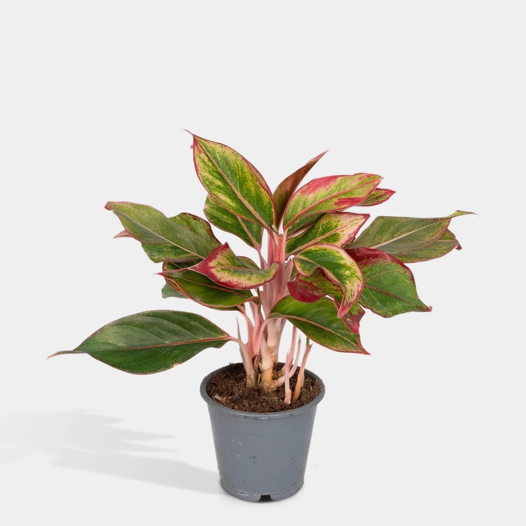 Aglaonema Creta