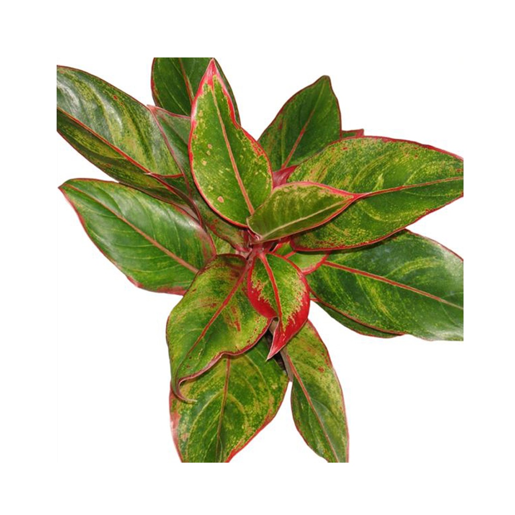 Aglaonema Creta أغلاونيما كريتا — Terra Garden Kuwait | تيرا غاردن الكويت