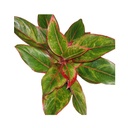 Aglaonema Creta أغلاونيما كريتا — Terra Garden Kuwait | تيرا غاردن الكويت